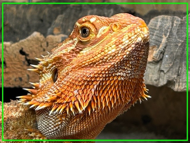 baardagaam rood leusden.jpg